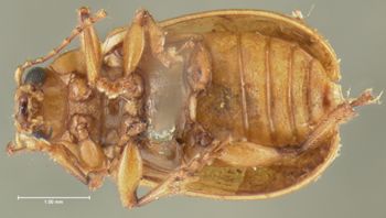 Media type: image;   Entomology 5062 Aspect: habitus ventral view